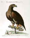 H24362EagleSeligmann.jpg (95883 bytes)
