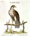 H24363FalconSeligmann.jpg (98011 bytes)